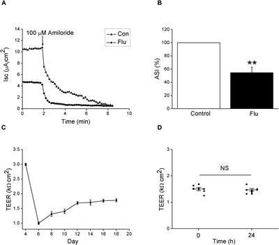 Upregulation of the WNK4 Signaling Pathway Inhibits Epithelial Sodium Channels of Mouse Tracheal Epithelial Cells After Influenza A Infection